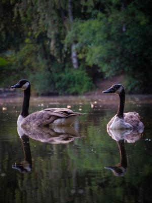 Black Swans